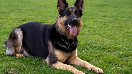 Hund stirbt nach Vergiftung durch Halterin - Geldstrafe