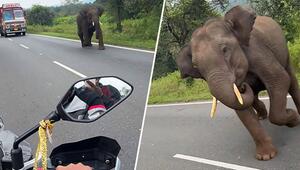 Vollgas rettet Leben: Motorradfahrer entkommt wütendem Elefanten