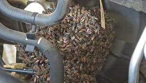 Insekteninvasion im Motorraum: Tausende Bienen besetzen Auto