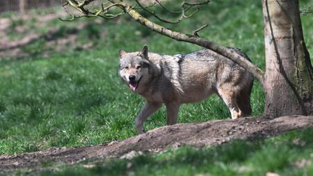 Darum soll der Wolf jetzt erschossen werden