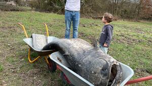 Toter Wels im Stadtweiher in Dreieich-Sprendlingen