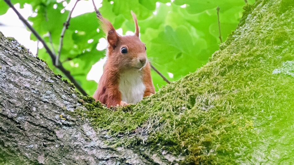 Waldtiere auf Plattdeutsch