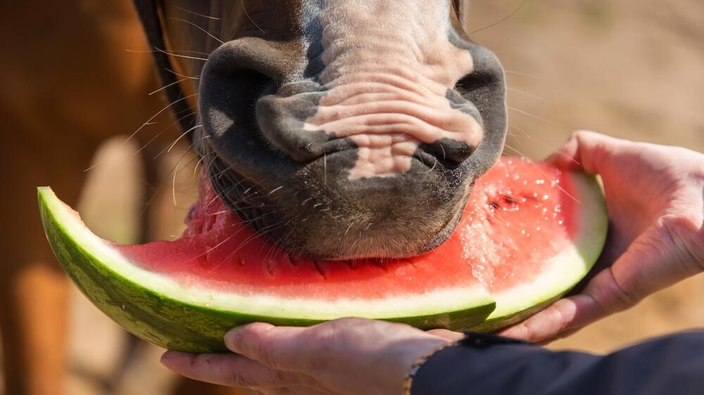 Wassermelonen sind ein herrlicher Frische-Kick.