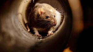 Hausmaus