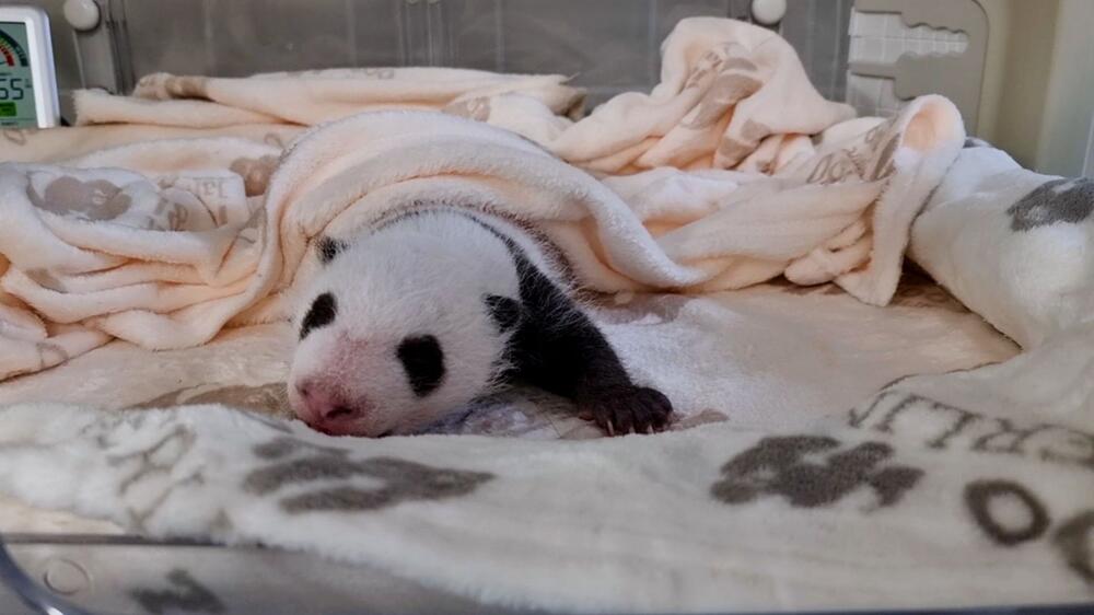 Panda-Zwillinge im Berlin Zoo