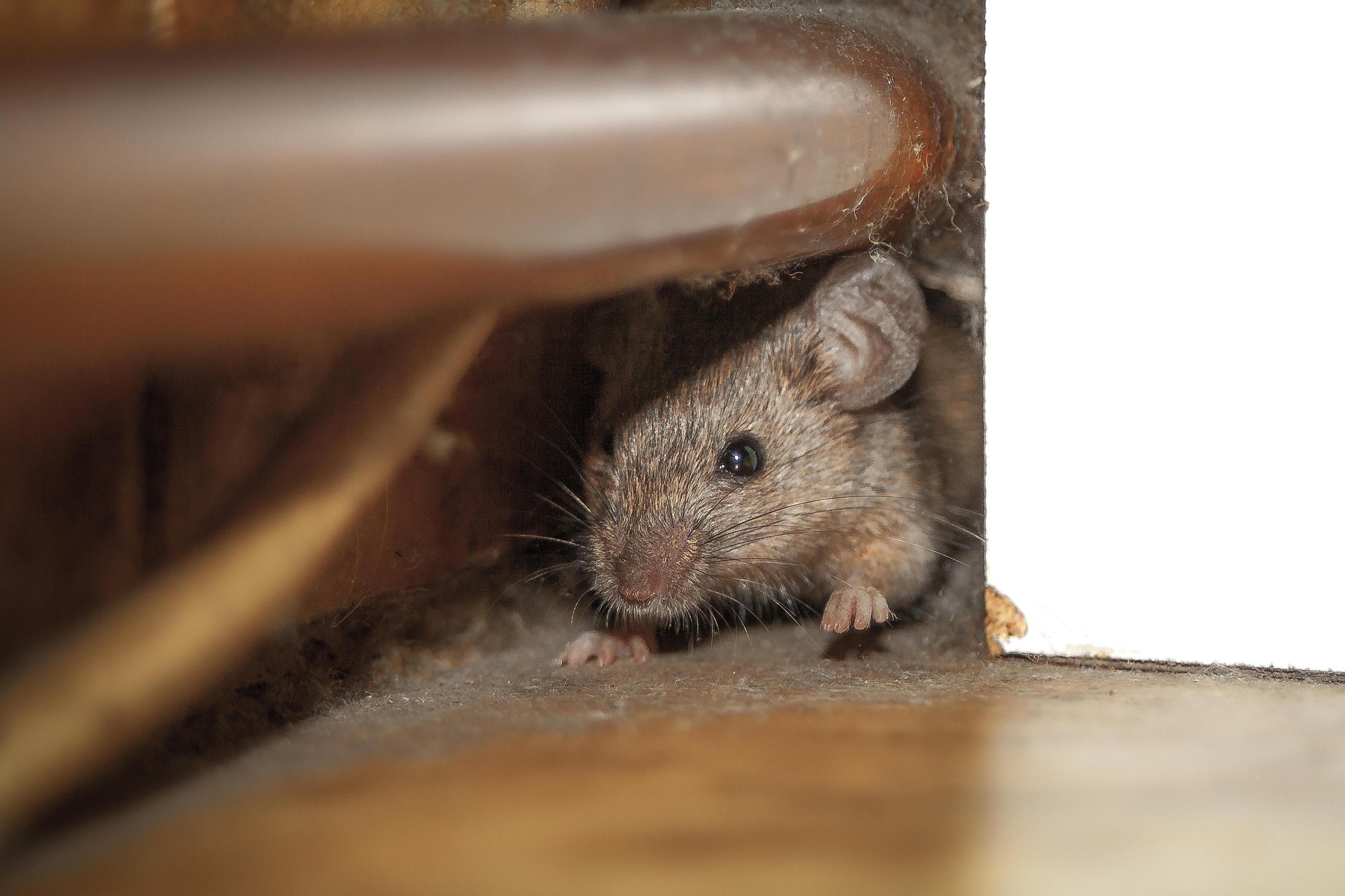 Mäuse vertreiben: So beseitigen Sie die Nagetiere aus dem Haus