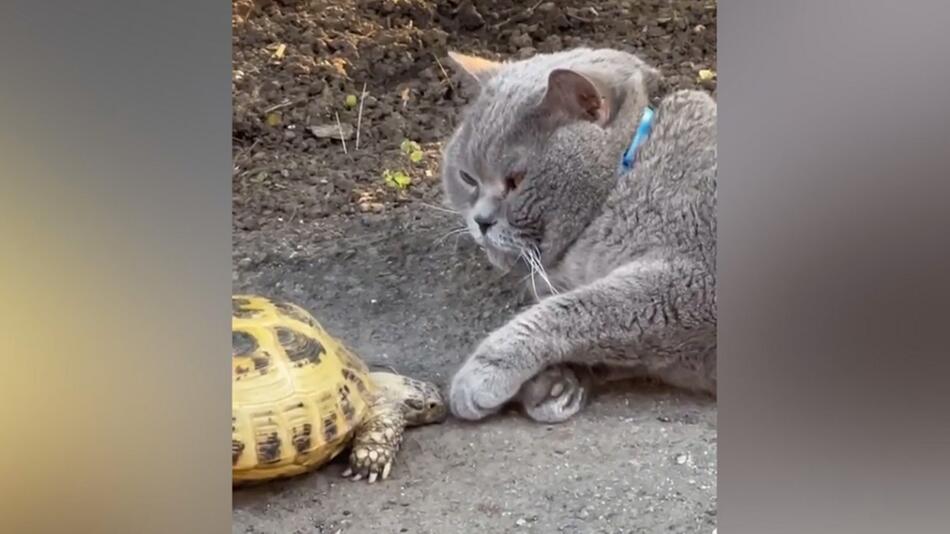 Schildkröte und Katze
