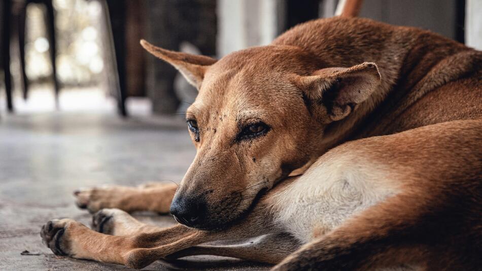 Straßenhunde in der Türkei sollen sterben.