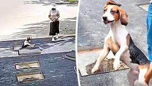 In offenen Kanalschacht gefallen: Nachbarn retten Hund
