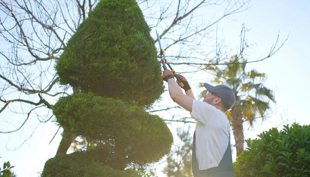 Bußgeld: Wann du deine Hecke besser nicht schneiden solltest