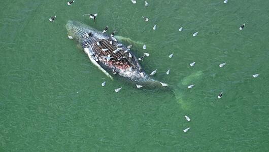 Toter Wal vor dänischer Insel Anholt entdeckt