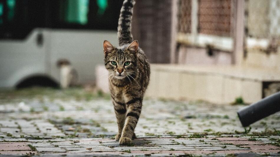 Straßenkatzen leiden auch in Deutschland.