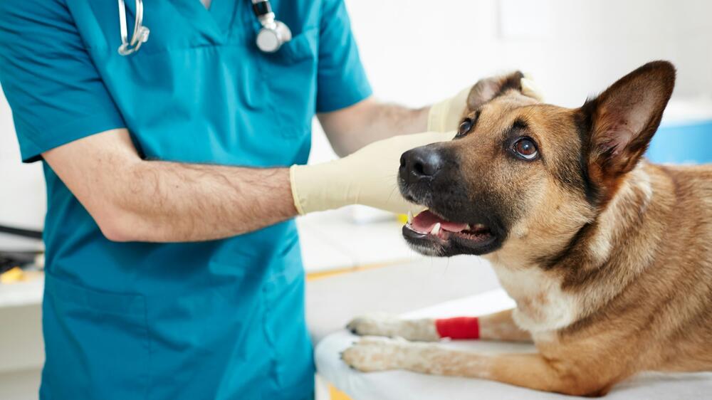 Das Tierschutzgesetz verbietet solche OPs.