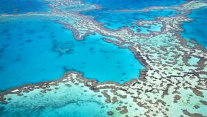Great Barrier Reef, Korallen, Hitze, Klima