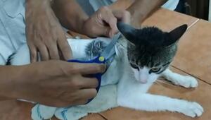 Katze als Drogenkurier in Costa Rica unterwegs