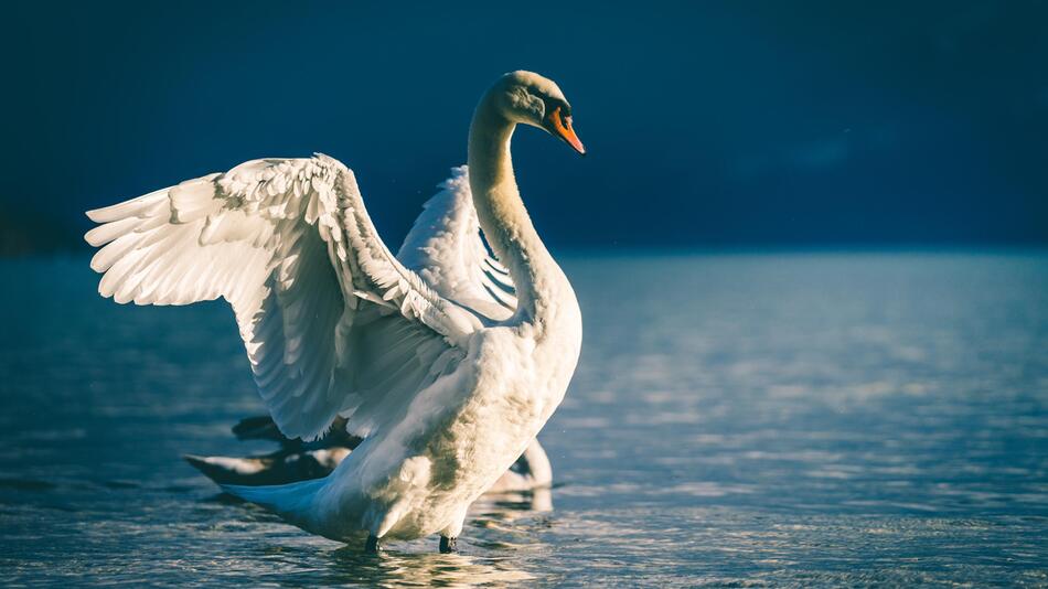 Schwan greift Familienvater an.