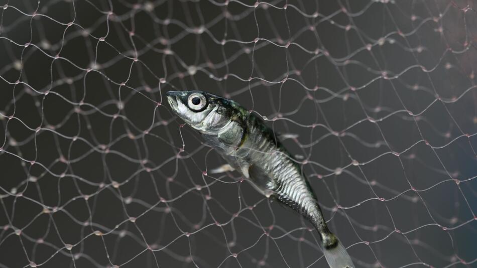 Fisch-Bestandsaufnahme im Bodensee