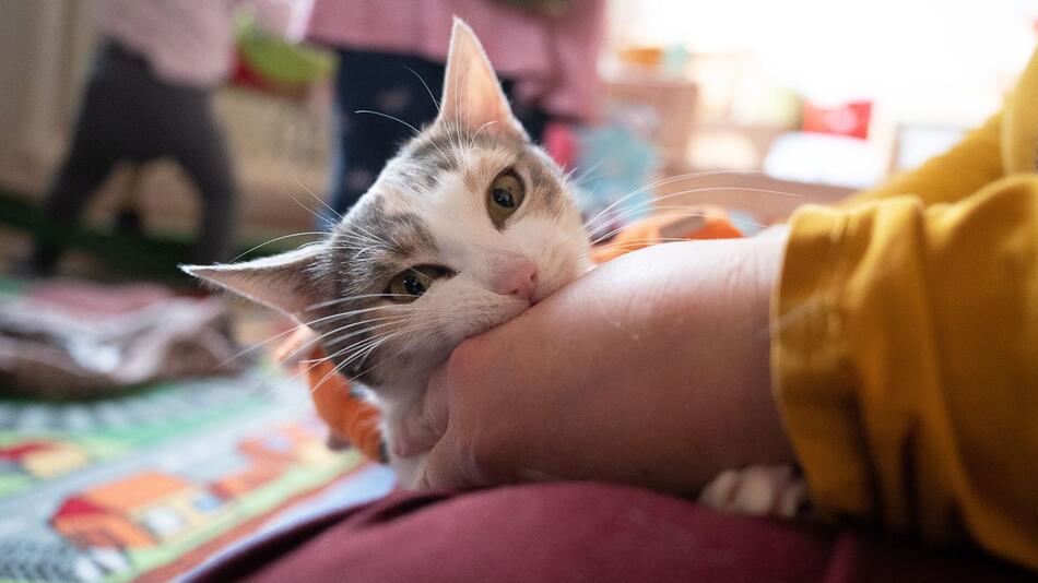 Eine Katze im Kinderzimmer