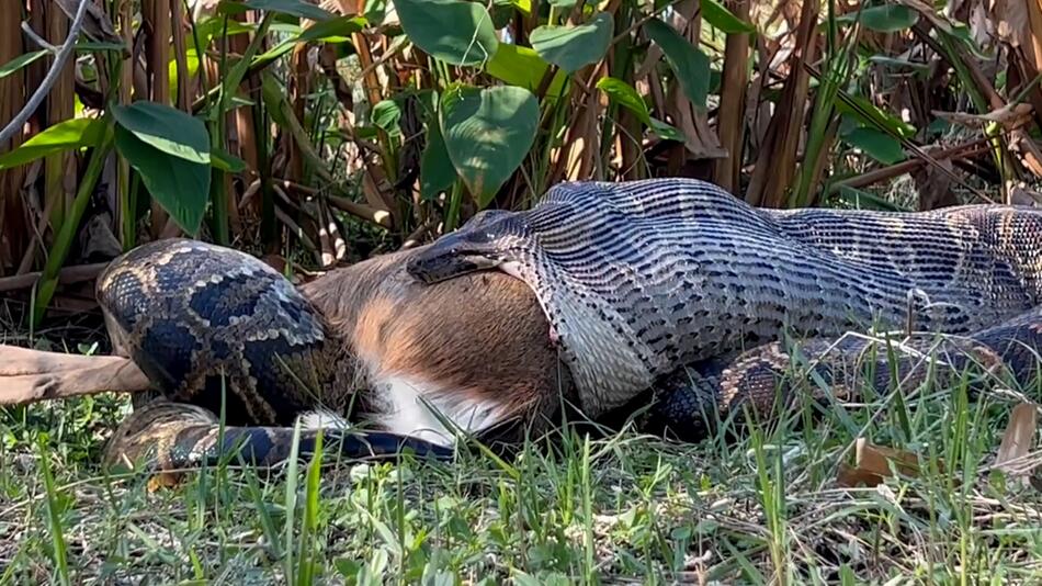 Python verspeist Reh: Spektakuläres Video zeigt, wie stark sich der Kiefer der Schlange weiten kann