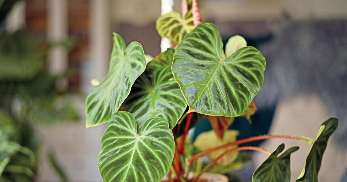 Pflegeleicht und dekorativ: So gelingt die Philodendron-Pflege | WEB.DE