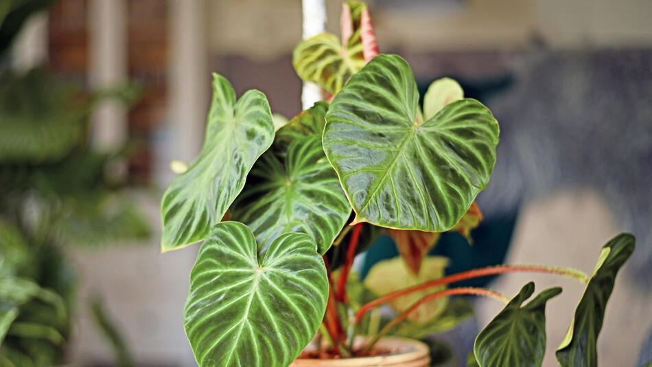 Pflegeleicht und dekorativ: So gelingt die Philodendron-Pflege | WEB.DE