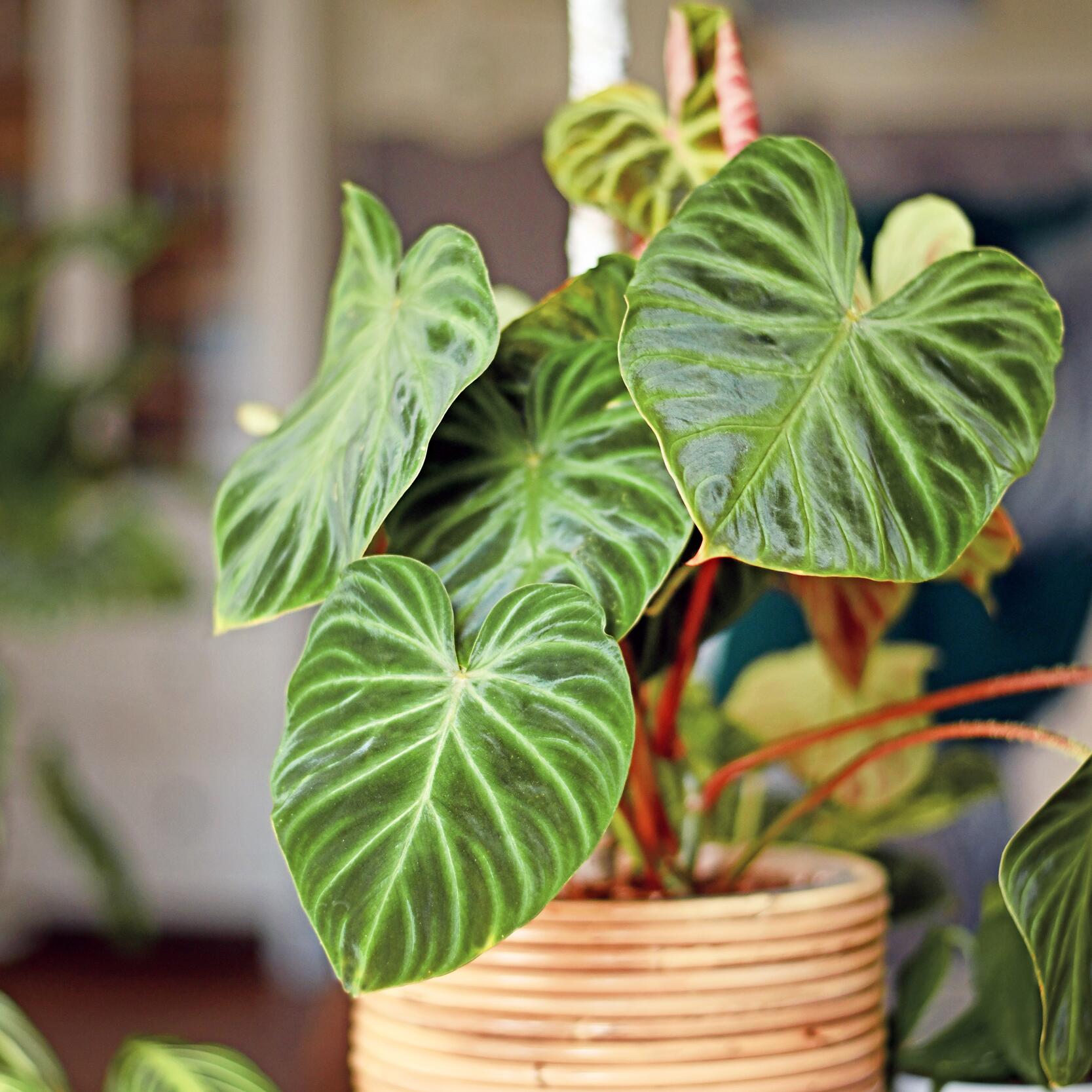 plowmanii philodendron Philodendron Plowmanii Watermelon (young plant) main image 1