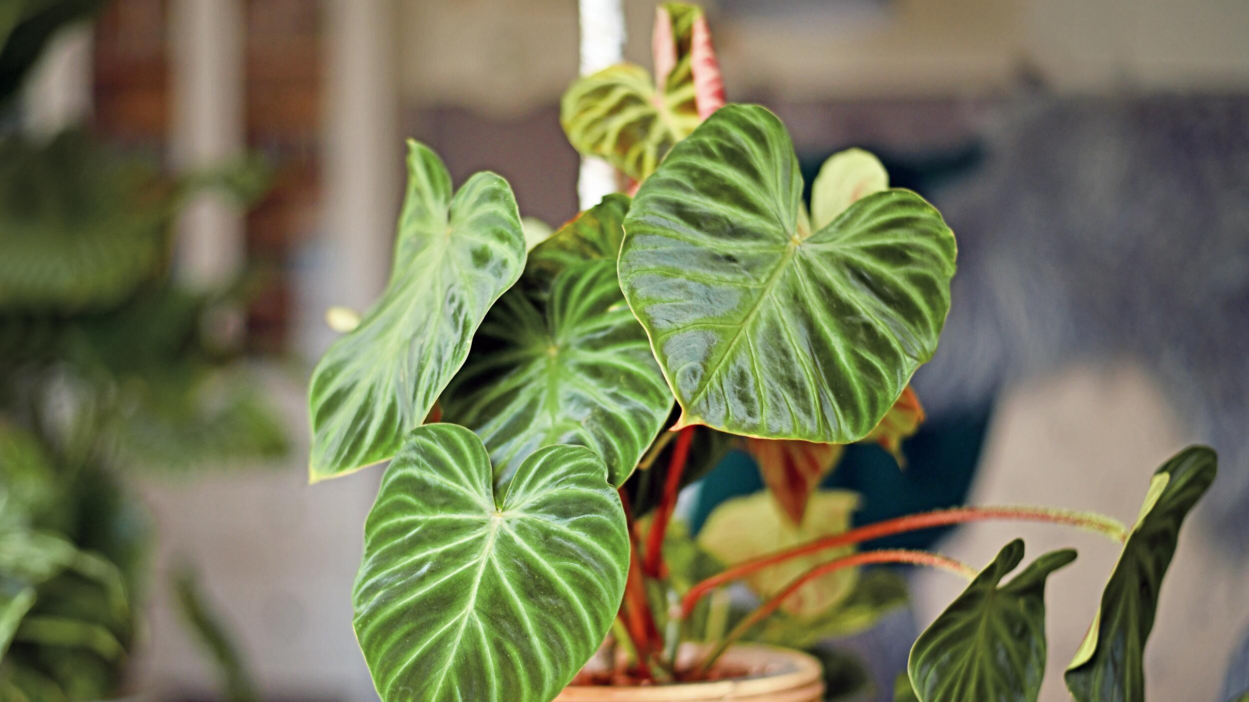 split philodendron plant Philodendron bipinnatifidium 'Lickety Split'