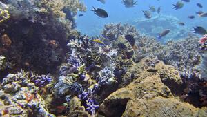 IUCN: 96 Prozent der Flachwasser-Korallenriffe stark bedroht