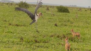 Karate-Marabu: Mutiger Vogel zeigt hungrigen Schakalen die Grenzen auf