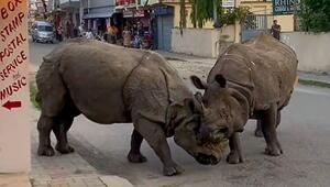 Horn gegen Horn: Zwei Nashörner liefern sich Kampf mitten auf der Straße in Nepal