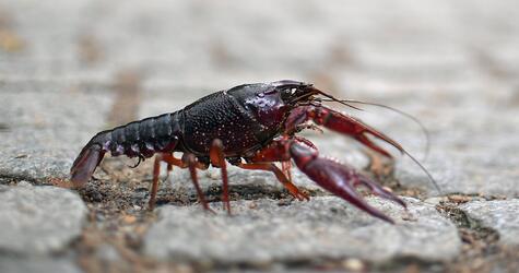 Amerikanischer Sumpfkrebs in Berlin