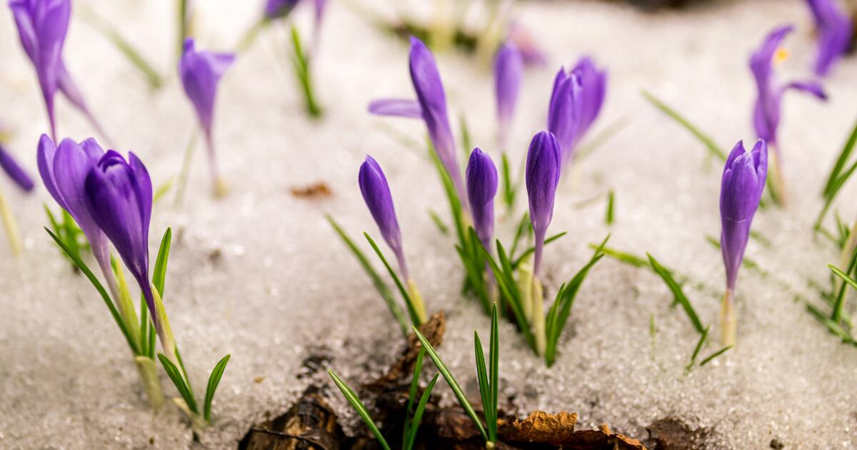 Garten im Winter Was bedeutet eigentlich „winterhart bei Pflanzen