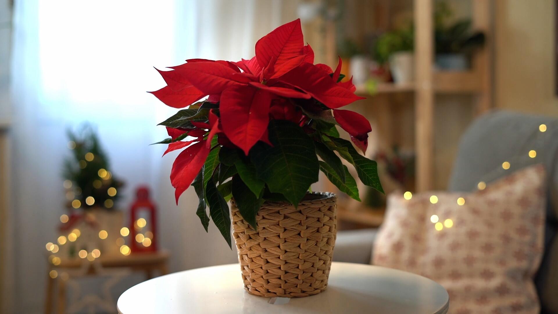 Weihnachtsstern: Der richtige Standort ist das A und O