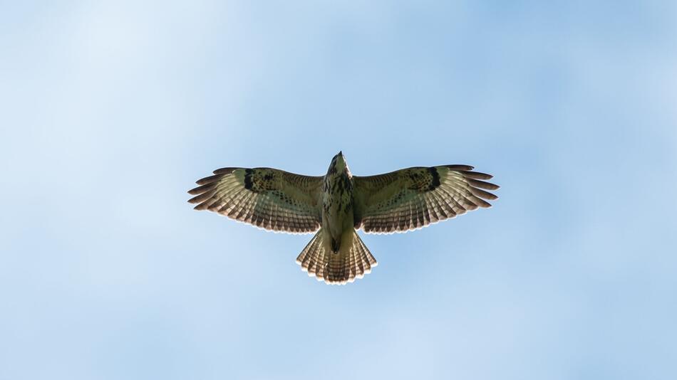 Bussard