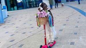 Schwungvoll unterwegs: Begabte Hündin legt Fahrt auf Roller hin
