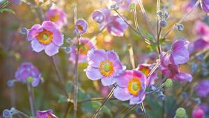 Blumen
