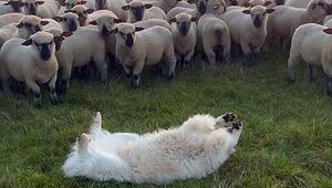 Auszeit: Hütehund macht sich locker – Schafe glotzen erstaunt