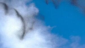 Beeindruckendes Spektakel: Mücken führen faszinierendes Paarungsritual auf