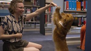 Cockerspaniel Little Joe