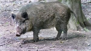 Wildschwein