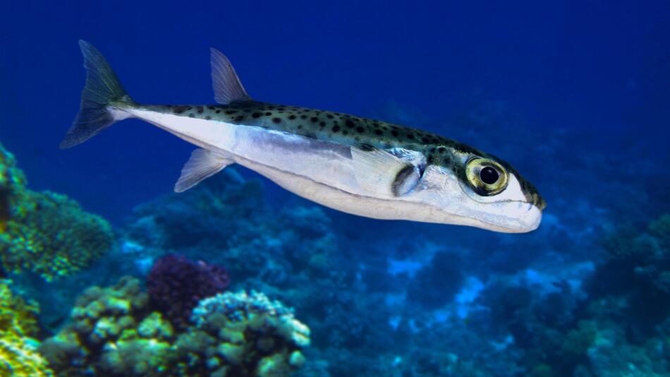 Hasenkopf-Kugelfisch