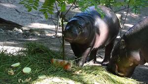 Happy Birthday Hippo: Toni wird 1 - und verlässt bald Berliner Zoo