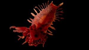 eine Seegurke (Holothuroidea) 