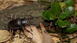 Hirschkäfer Lucanus apollon in Nahaufnahme