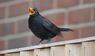 Amsel