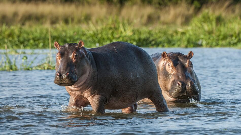 Nilpferde im Fluss