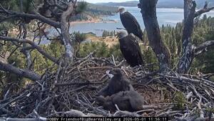 Live im Web: US-Wappenvogel versorgt Nachwuchs