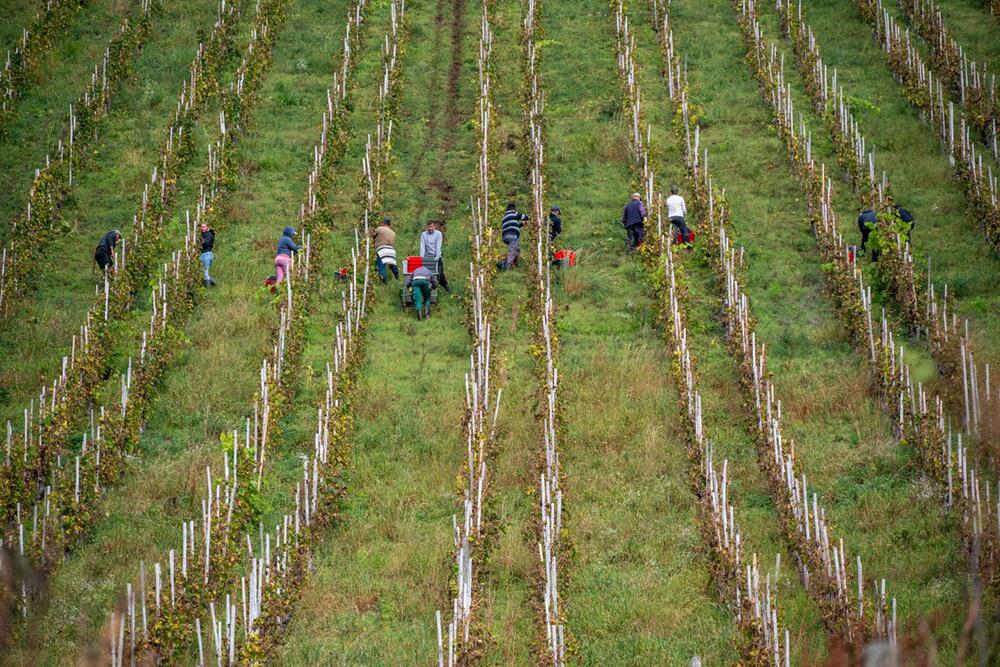 Erntesaison an der Mosel endet