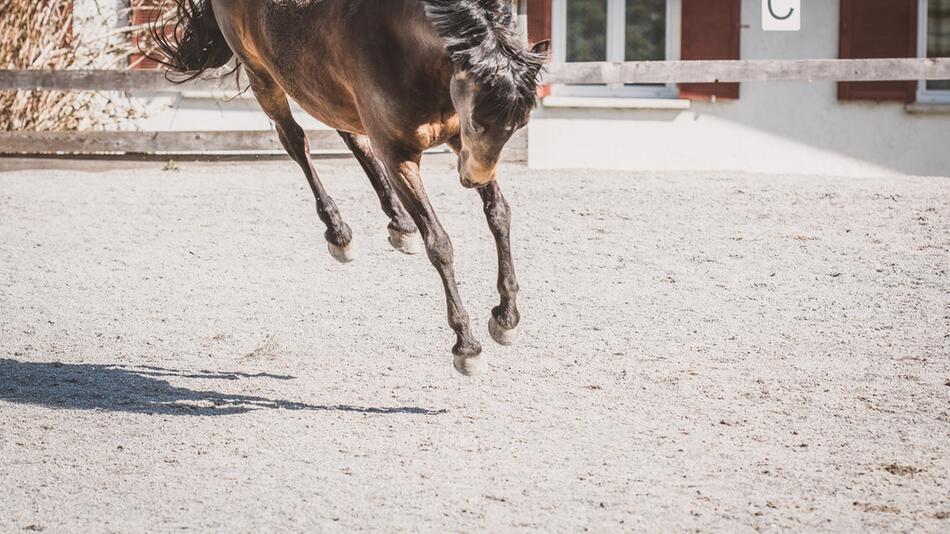 Pferd scheut und tritt aus – Unfall.