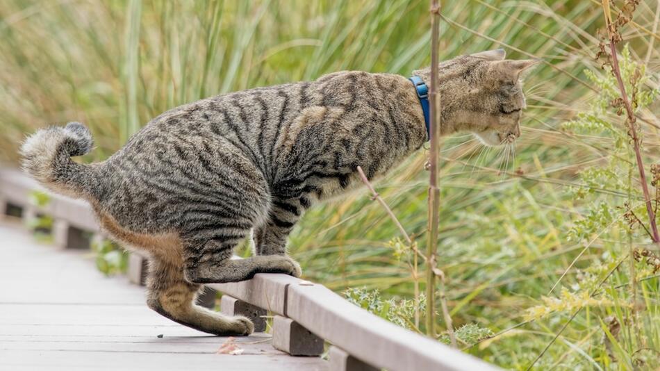 Wie die Amerikanische Ringelschwanzkatze spricht.